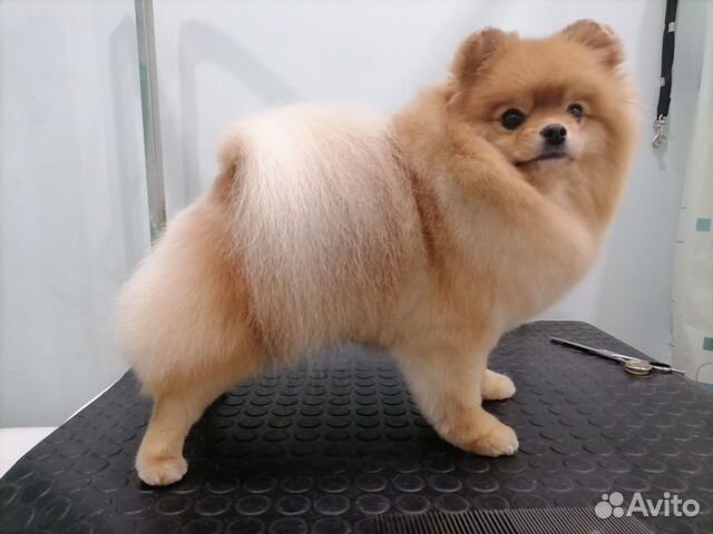 Стрижка собак