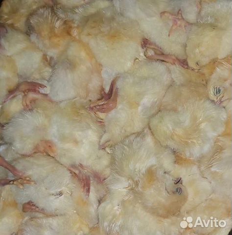Цыплята суточные замороженные на корм животным