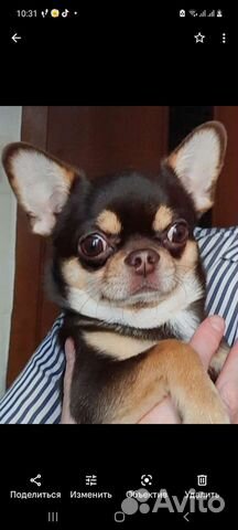 Вязка кобель чихуахуа