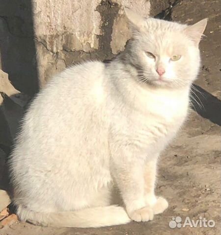 Белая кошечка,Турецкая ангора,выживающая на улице