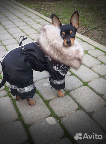 Пошив одежды для собак, индивидуальный