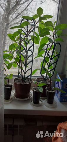 Листья бога джинура