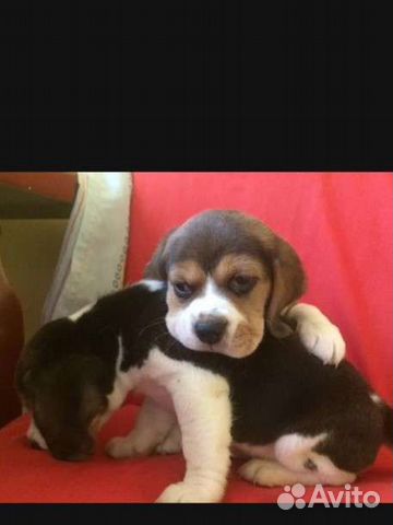 Бигль щенки шоу класса