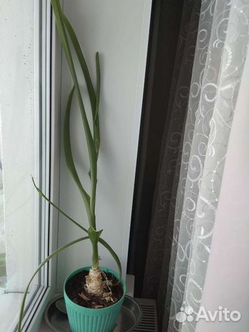 Индийский лук