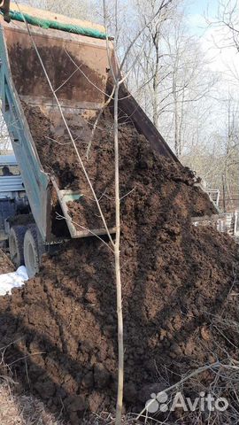 Коровяк навоз доставка