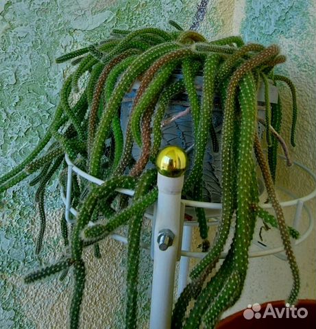 Стильный кактус Апокактус Мартиуса