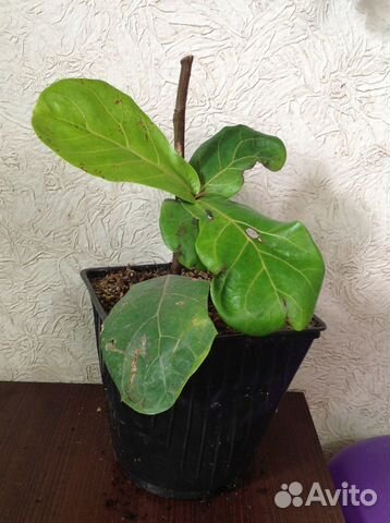 Фикус Лировидный с фото теневыносливый красавец
