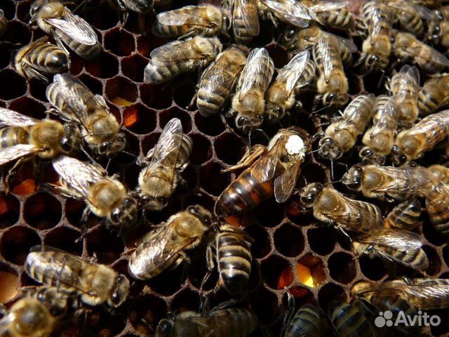 Пчеломатки 2019г.р. в марте 2020г купить на Зозу.ру - фотография № 2