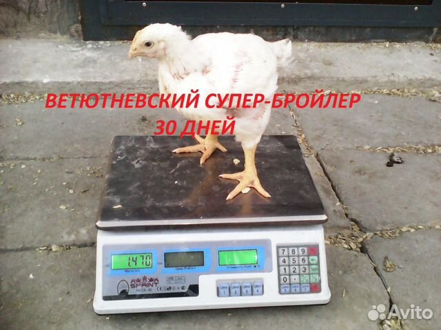 Ветютневский Супер-бройлер купить на Зозу.ру - фотография № 6