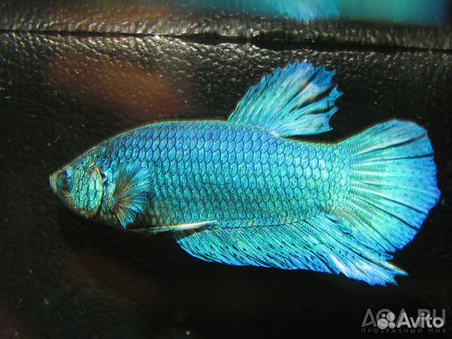 Петушок самка