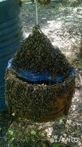 Продам зимованные семьи среднерусской пчелы купить на Зозу.ру - фотография № 1