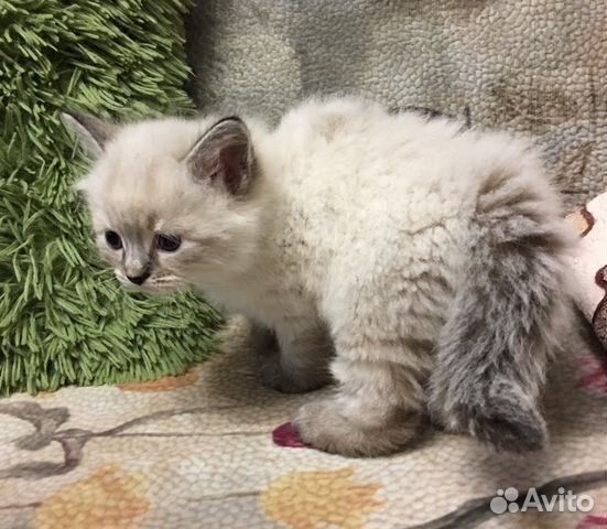 Невский маскарадный котёнок