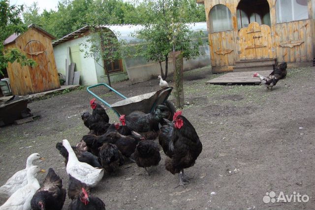 Продажа породистых кур купить на Зозу.ру - фотография № 8
