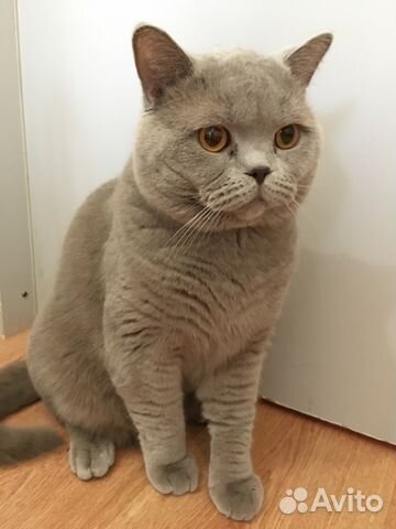 Вязка с шотландским котом