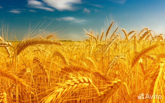 Пшеница купить на Зозу.ру - фотография № 2