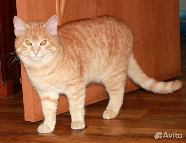 Рыжий котик в дом купить на Зозу.ру - фотография № 1