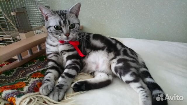 Передержка (Зоо-няня) для кошек, котиков и птиц