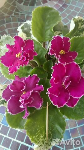 Сортовая фиалка ле-Оксана Сортовая фиалка ле-Оксана