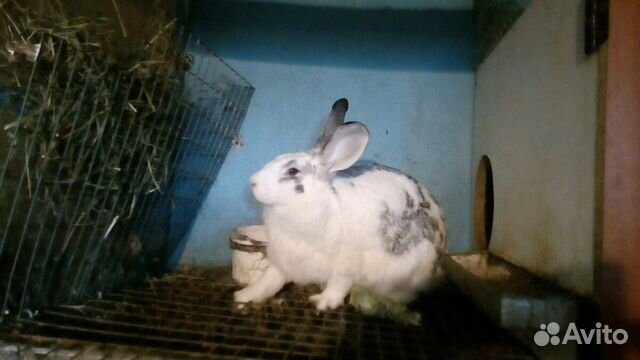 Кролики,крольчата купить на Зозу.ру - фотография № 2