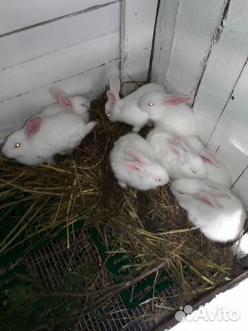 Кролики на разведение купить на Зозу.ру - фотография № 6