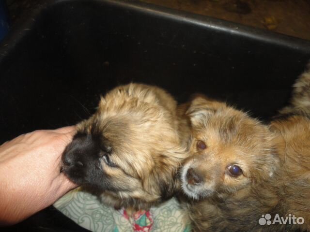 Чудесные маленькие собачки купить на Зозу.ру - фотография № 2
