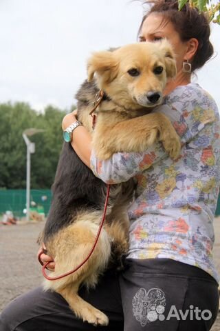 Собака подарок судьбы Ля-ля (приют) купить на Зозу.ру - фотография № 4