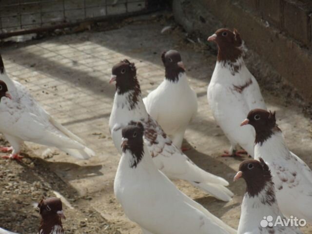 Иранские голуби в Железноводске купить на Зозу.ру - фотография № 5