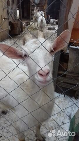 Продам молодую козу,доиную купить на Зозу.ру - фотография № 1
