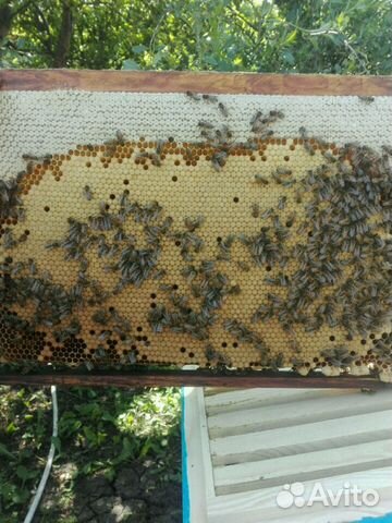 Пчелосемьи, пчёлы купить на Зозу.ру - фотография № 5