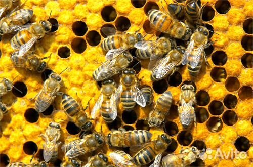 Продам пчелиные семьи купить на Зозу.ру - фотография № 1