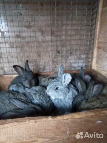 Крупные кролики и крольчата мясных пород купить на Зозу.ру - фотография № 5