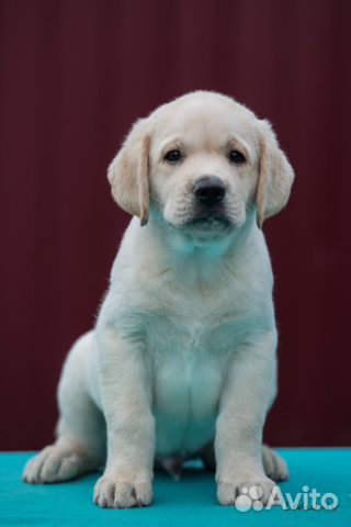 Лабрадор ретривер палевый 1 месяц. Парень золотистый ретривер. Квадратный щенок. Золотистый ретривер щенок 1 месяц. Ретривер тула.