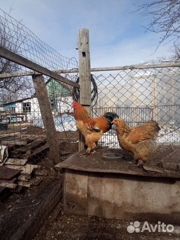 Цыплята брама купить на Зозу.ру - фотография № 1