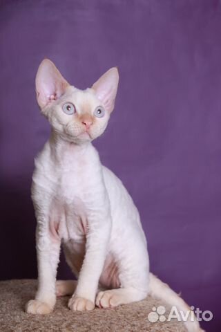 Котик девон-рекс голубоглазый