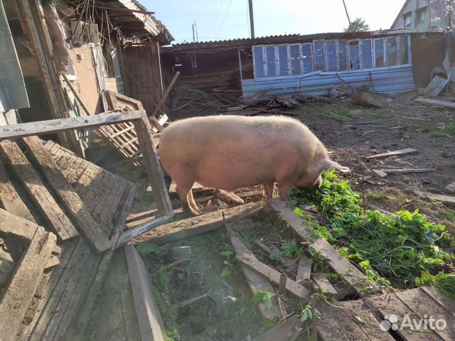 Продам свинью живым весом купить на Зозу.ру - фотография № 4