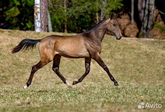 Ахалтекинская лошадь Султанджамал 2018 г.р жеребец
