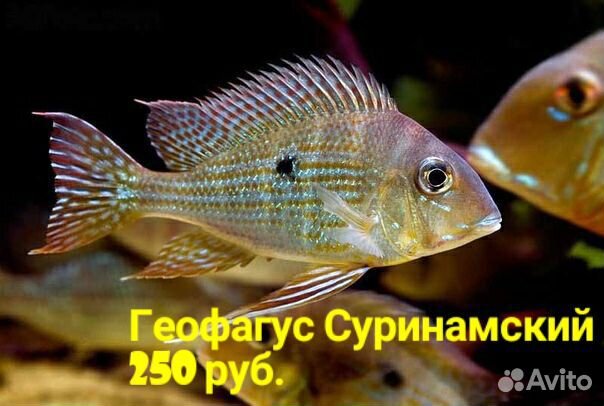 Рыбки купить на Зозу.ру - фотография № 2