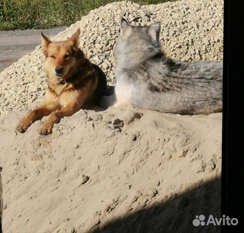 Собака Рыжик купить на Зозу.ру - фотография № 1