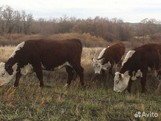 Коровы с телятами Герефордской породы купить на Зозу.ру - фотография № 5