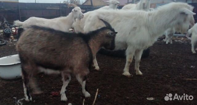 Продаются козлята, козы, козлики на мясо Зааненски купить на Зозу.ру - фотография № 3