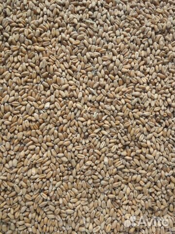Зерно фасованное: пшеница, овес, ячмень и др купить на Зозу.ру - фотография № 1