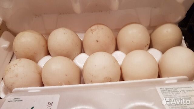 Инкубационное яйцо Мускусных уток (индоутки ) купить на Зозу.ру - фотография № 1