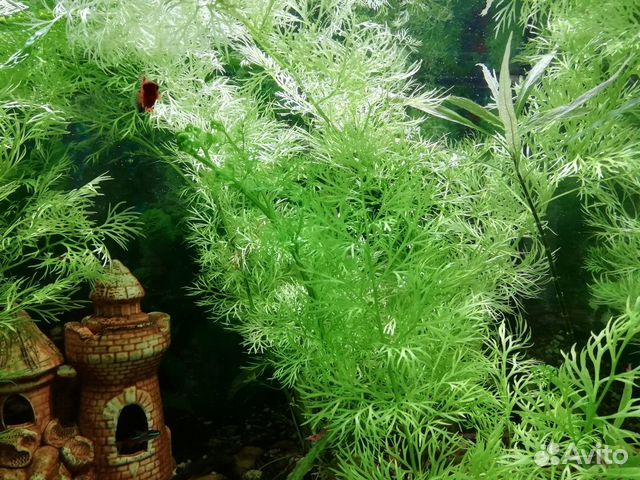 Рыбки,аквариумные креветки, аквариумные растения купить на Зозу.ру - фотография № 4