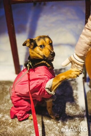 Собака в добрые руки купить на Зозу.ру - фотография № 2