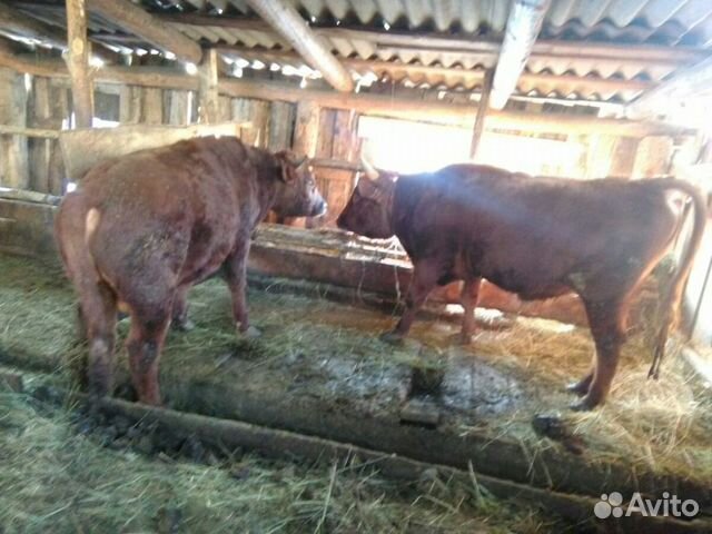 Продам крс 2 бычков купить на Зозу.ру - фотография № 1