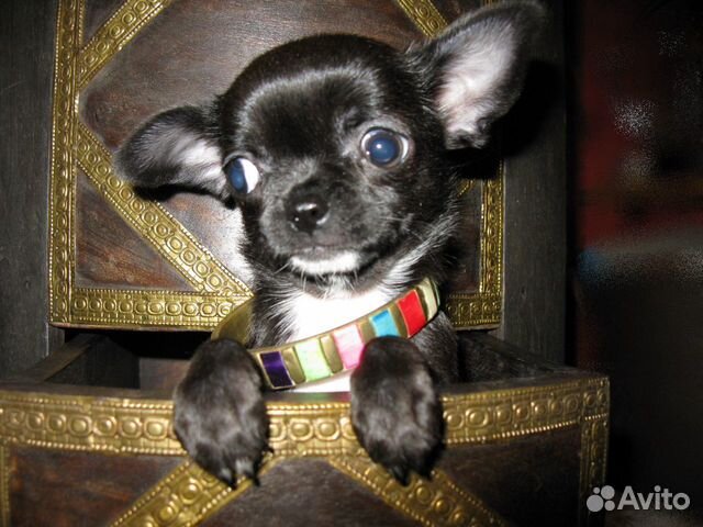 Шикарная мини