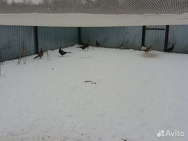 Индюшки и фазаны купить на Зозу.ру - фотография № 2