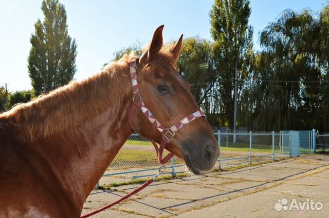 Продаются лошади купить на Зозу.ру - фотография № 4