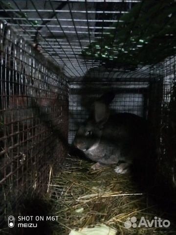 Продам живого кролика бельгийский фландер купить на Зозу.ру - фотография № 4