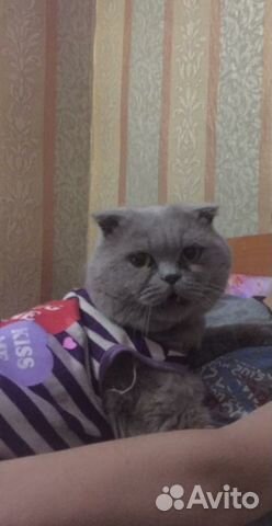 Котик на вязку купить на Зозу.ру - фотография № 1